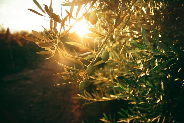 Von der untergehenden Sonne beleuchteter Olivenzweig an einem Olivenbaum.